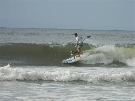 Noosa Surfing Dog Championships, Noosa Festival of Surfing, Noosa Main ...