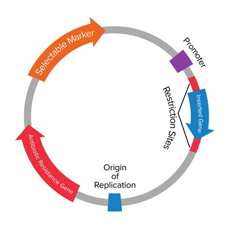 Plasmids 101: What is a plasmid?