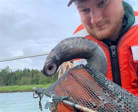 Pacific Lamprey Research Aided by Salmon Data Collection