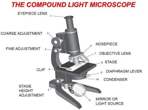 Compound Microscope - Types, Parts, Diagram, Functions and Uses ...