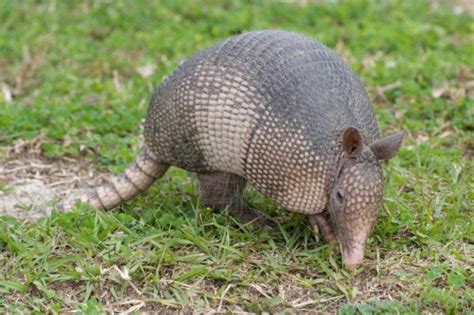 Armadillo Eating Grass - Desi Comments