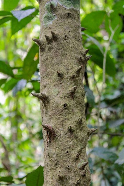 Jungle Forest Tree with Needle Spikes Stock Image - Image of background, abstract: 115841731