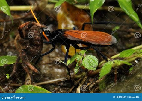 Tarantula Hawk Wasp With Kill In Mouth, Costa Rica Stock Photo - Image: 48878669