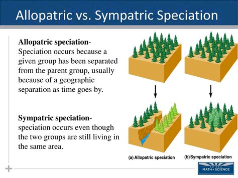 PPT - Macroevolution Part II: Allopatric Speciation PowerPoint Presentation - ID:6309897