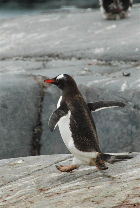 Antarctica - Port Lockroy | Goudier eiland. Port Lockroy, ee… | Flickr