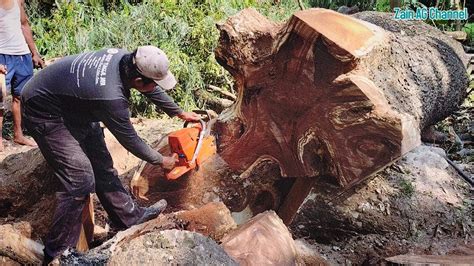 Mirip bonsai..!! dozer pohon trembesi galihnya mantapp - Husqvarna 395 ...