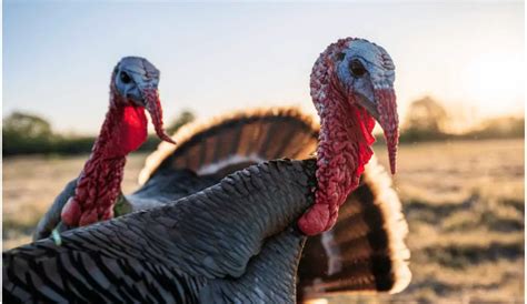 How to Hunt Turkey Like a Champ? [The Ultimate Guide To Turkey Hunting ...