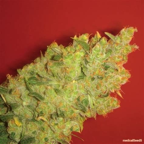 Jack La Mota - Strain Information - CannaConnection