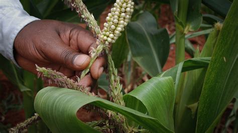 Are Transgenic Crops Safe? GM Agriculture in Africa - United Nations University