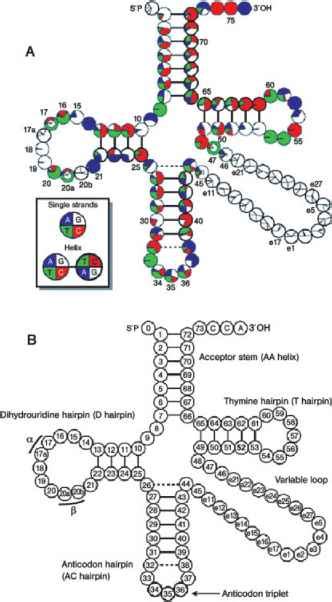 Secondary Structure - Protein Synthesis - European Medical Alliance