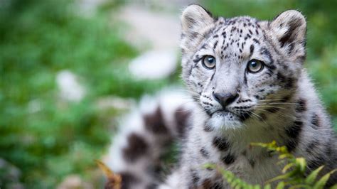 Junger Schneeleopard Mohan, Zoo Zürich, Portrait Foto & Bild | tiere, tierkinder, natur Bilder ...