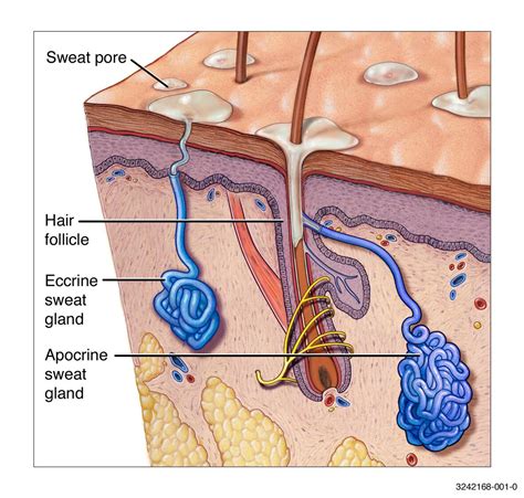 Heat rash - Symptoms & causes - Mayo Clinic