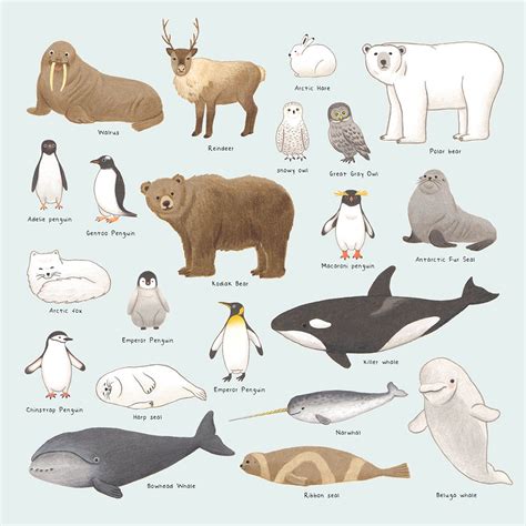 Arctic and Antarctic Animals | Illustration, Adobe Photoshop, Colored pencils