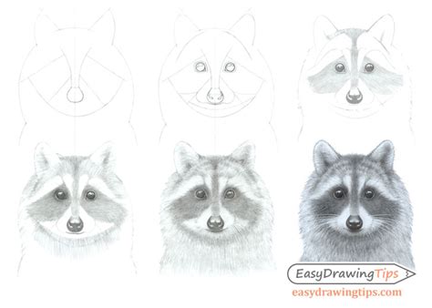 How to Draw a Raccoon Face Step by Step - EasyDrawingTips