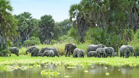 Selous Game Reserve- Explore The Largest Faunal Reserves Of The World