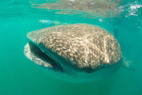 Whale Shark in the Bahia de Los Angeles - TravelWorld International ...