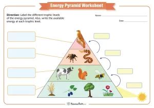 Energy Pyramid Worksheets - Free Printables