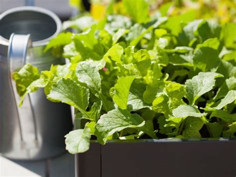 Container Gardening Radishes - Growing And Planting Radish Seeds in Pots