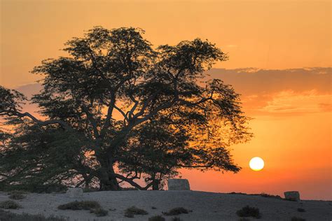 Tree of Life, Bahrain Photograph by Robert Lyon - Pixels