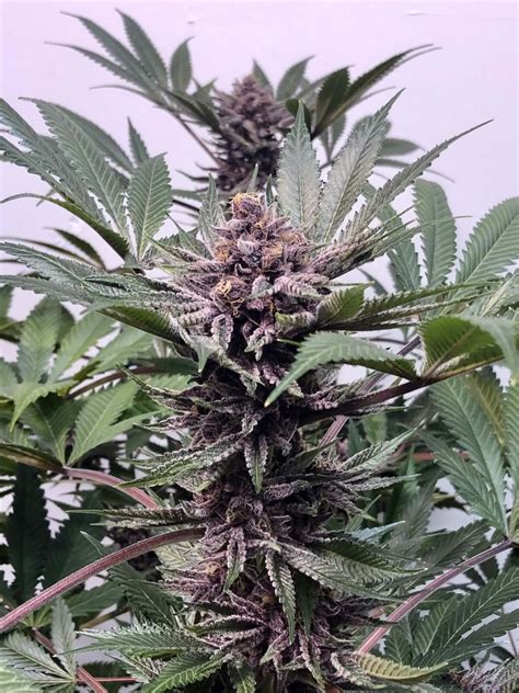 Vente de Purple Afghani Kush de TGA MzJill Genetics