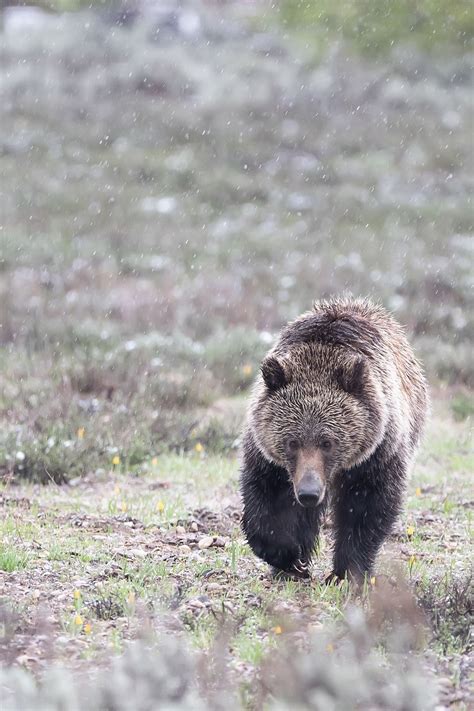 Grizzly Cub | Smithsonian Photo Contest | Smithsonian Magazine