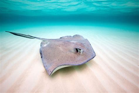 Stingrays Common In The Gulf