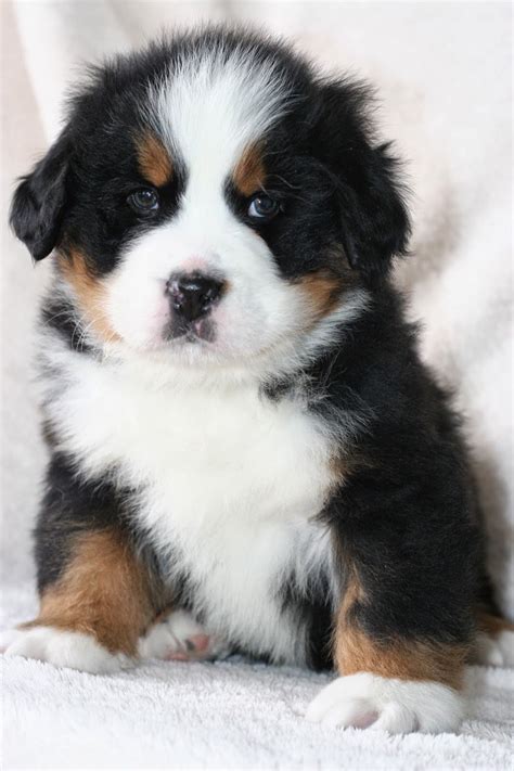 Burmese Mountain Dog Puppy - want one!! Super Cute Animals, Animals And ...