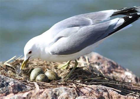 Seagull Behavior - AnimalBehaviorCorner