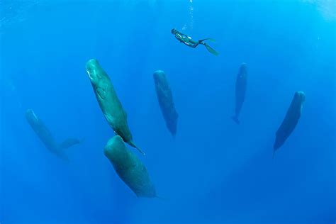 Amazing Images: The Best Science Photos of the Week | Sperm whale ...