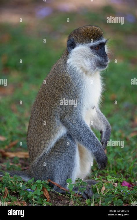 Grivet Monkey (Cercopithecus aethiops). One of the 'Green' monkeys. Central Ethiopia Stock Photo ...