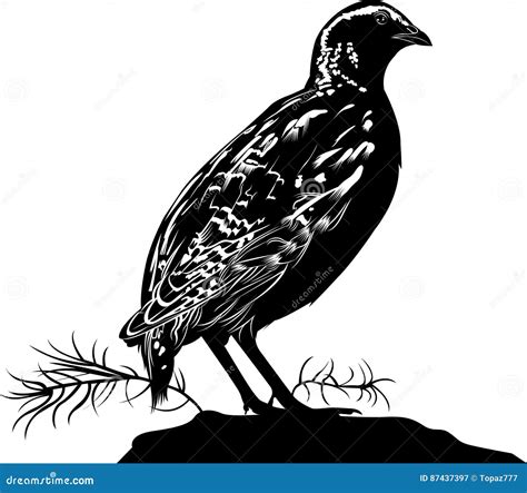 Quail. Bird Quail. Vector Silhouette | CartoonDealer.com #87437397