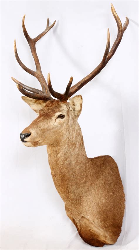 SPAIN RED DEER TROPHY MOUNT