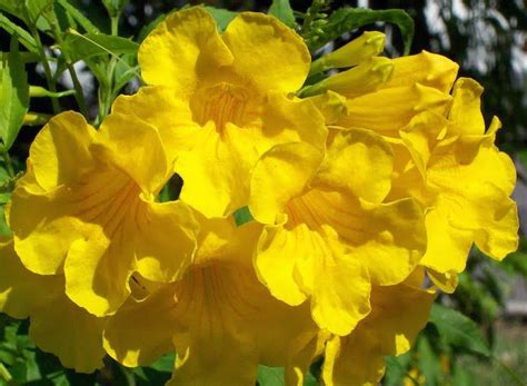 Blog of Pretty Flower & Plant Pictures: Yellow Elder | Tropical flowers, Flowers, Planting flowers