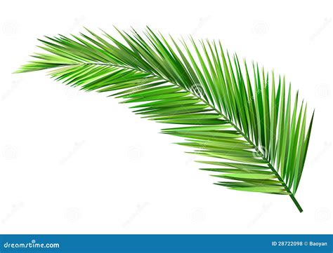 Coconut Leaf Vector Illustration | CartoonDealer.com #28722098