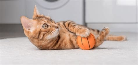 30,594 Cat Playing With Ball Royalty-Free Photos and Stock Images | Shutterstock