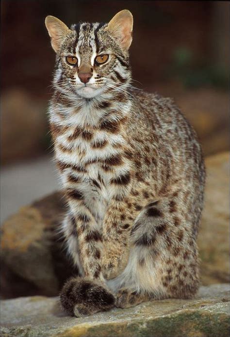 Siberian [Amur] Leopard Cat (Prionailurus bengalensis euptilura). Euptilura subspecies are often ...