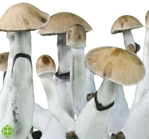 Buy Psilocybe cubensis Z-strain