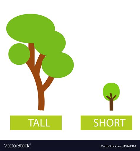 Wordcard For Tall And Short Antonyms And Opposites | Hot Sex Picture