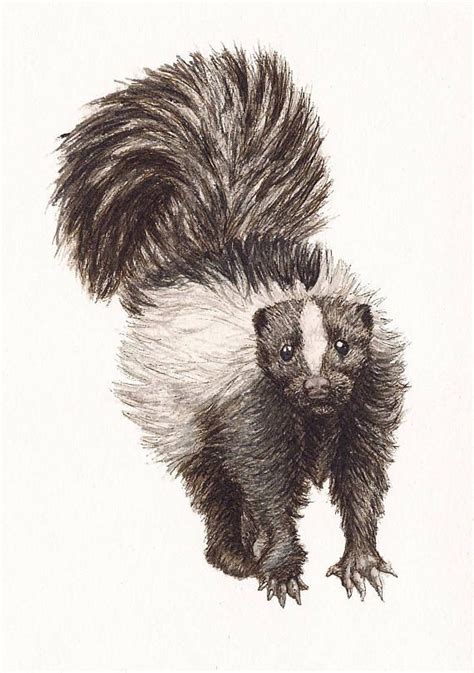 Skunk Print of Original Art 5 X 7 Watercolor and Ink Giclee Archival - Etsy | Watercolor and ink ...