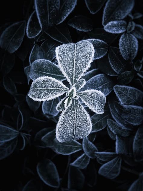 Leaves in Frost · Free Stock Photo