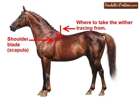 What Is Withers On A Horse? • Support Wild