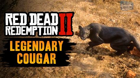 Red Dead Redemption 2 Legendary Animal - Legendary Cougar - YouTube