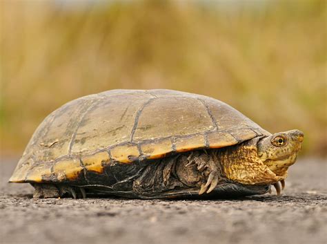 Yellow Mud Turtle – Life List Blog Posts