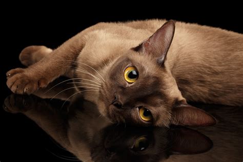 Burmese Cats: A Guide to the Breed | PrettyLitter