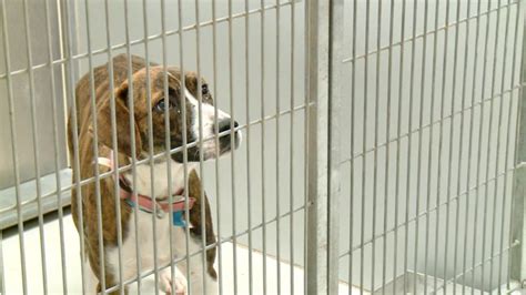 Edmond Animal Shelter reopens after canine flu outbreak