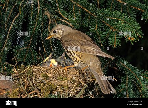 Mistle Thrush (Turdus viscivorus) at nest with young Stock Photo ...