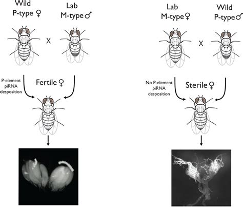 Hybrid dysgenesis in Drosophila simulans due to a rapid global invasion of the P-element | bioRxiv