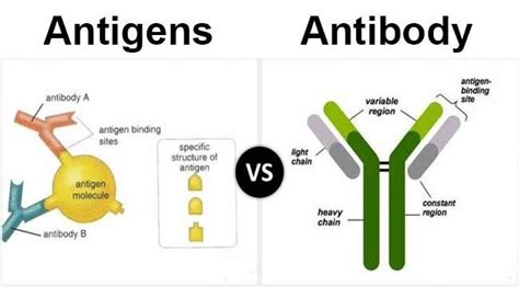 Differences between antigen and antibody - Microbiology Notes # ...