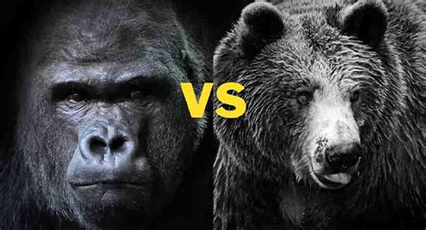 Battle of the Beasts: Bear vs Gorilla - Just Differences