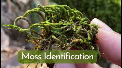 Moss Identification and Basic Information for 9 Most Common Mosses